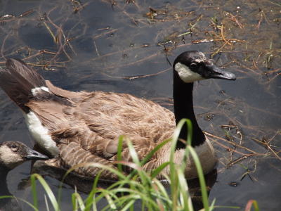 [An adult goose sits in the water with its back visible. Some of the dark downy feathers on its back are visible because flight feathers from the middle area have already dropped off.]